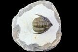 Multi-Toned, Diademaproetus Trilobite - Ofaten, Morocco #86532-2